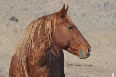 Captive Calico stallion at PVC 2012, a 