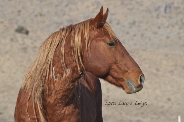 Captive Calico stallion at PVC, a "sale authority" wild horse
