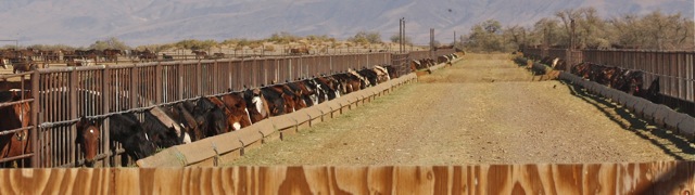 Wild horses stockpiled to facilitate public land grazing under 
