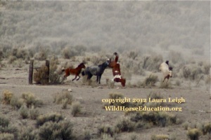 Horse flipping over barbed wire at the Owyhee Complex roundup