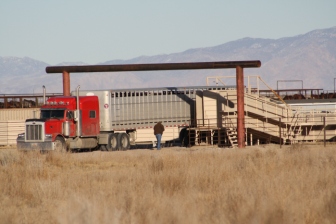 Wild horses offloading into the "closed to the public" facility Broken Arrow after capture from the range out of public site