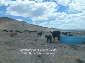 Water hauls on public land to facilitate cattle. Does this look like a "good steward" to you?