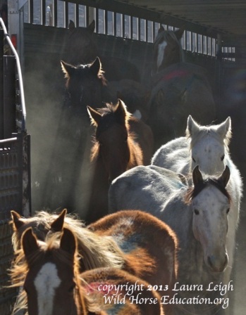 Battle Mountain wild horses arriving at Palomino Valley Center
