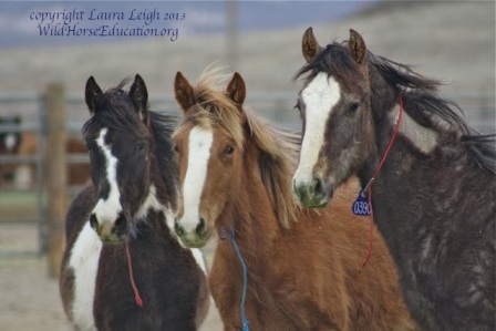 Newly freezemarked "yearlings" at Palomino Valley await adoption or shipping to other facilities.
