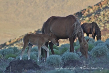 Mare and foal, 5/26