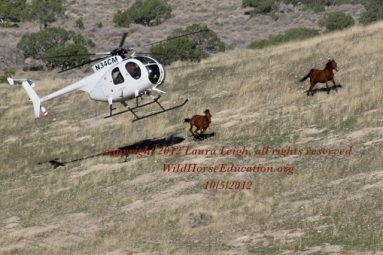 Antelope Roundup, Ely/Elko Districts Nevada