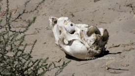 Horse skull photographed at Litchfield during Twin Peaks of 2010) note: you would think whomever removed the carcass would have noticed they were missing something?