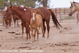 McDermitt Reservation horses at the Fallon livestock auction. This baby is one of our rescues.