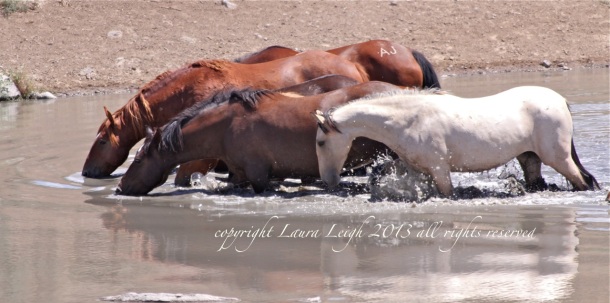 Wild horses of the Snowstorm HMA in the Owyhee Complex take a drink in the summer heat