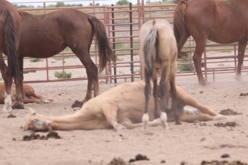 McDermitt foal nursing on exhausted mare at the livestock auction after roundup, transport and sorting
