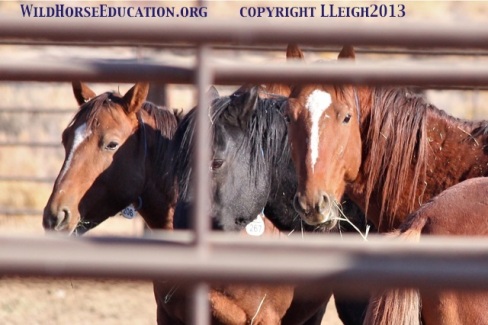 Sheldon horses awaiting shipment from Virgin Valley