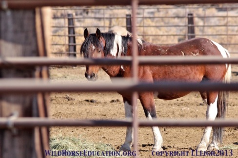 Gelding awaiting shipment. He has the arrow high on his hip that shows he had a vasectomy (and then gelded in 2013) at Sheldon