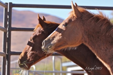 McDermitt girls, Faith and Dawn, call to the other horses out in the pasture
