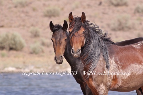 Today is the 42 Anniversary of the Act intended to protect our majestic wild horses