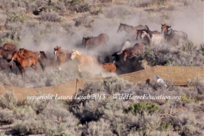 Wild Horse Roundup by BLM