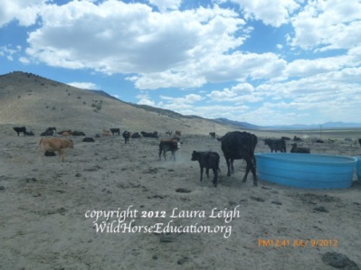 Water haul for cattle during drought in overgrazed area of Nevada, in drought years there may be a dozen water hauls for horses statewide compared to ten times as many for domestic livestock