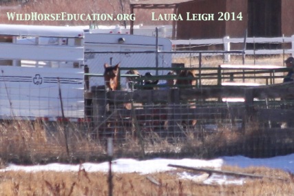 Panel being pushed toward horses forcing them onto trailer... and on their way to the prison
