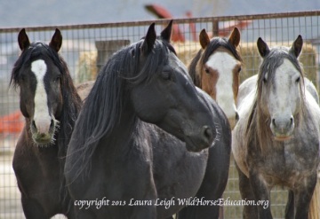 Diamond stallions that were never returned to the range as promised. Many deemed 