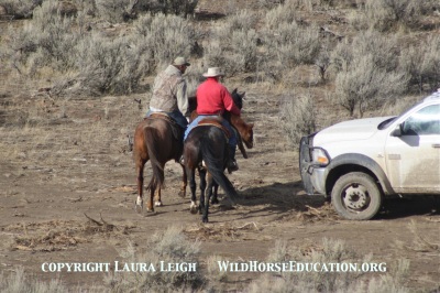Run to collapse under BLM "humane handling memo" at Owyhee
