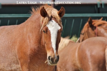This LOVELY filly is on the BLM Internet Adoption page at Palomino Valley, 9075. She has spent most of her life at that facility after being captured in 2012 from Antelope Valley as a baby.
