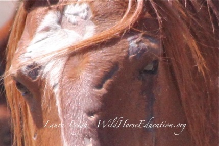 Injure stallion removed from Humbolt NV in 2014 