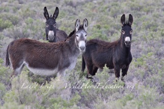 Three of the last of the free Sheldon burros