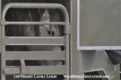 Stallion leaves the Diamond Complex to become one of nearly 50,000 captive American Wild Horses
