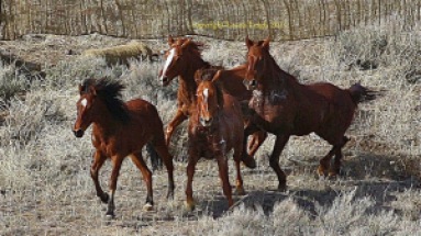 Horses run to a lather at Antelope in sub freezing temperatures
