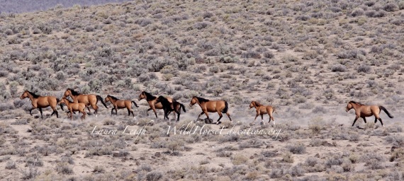 Carter horses