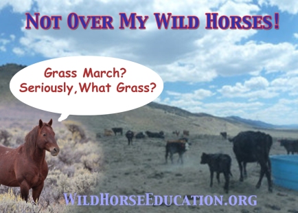 Picture of water haul for cows is in Diamond (an HMA for wild horses) The picture of the wild horse standing on a healthy range? Is a wild horse, in the wild, where there are NO cows. Any questions?