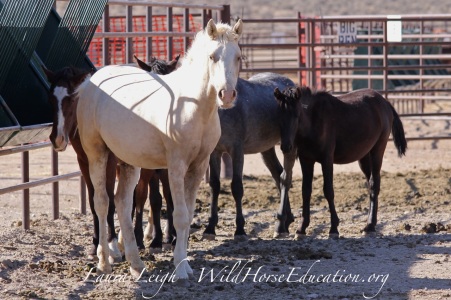 Weanling/yearlings for adoption