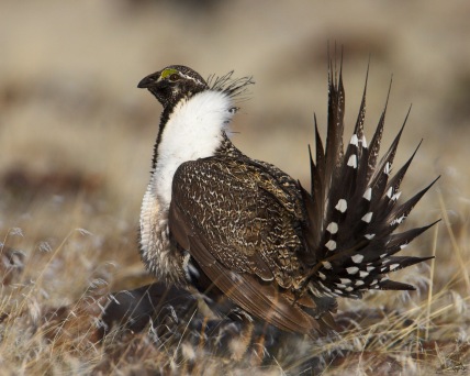 Picture from USFS website. The greater sage grouse, the most powerful bird in the West.