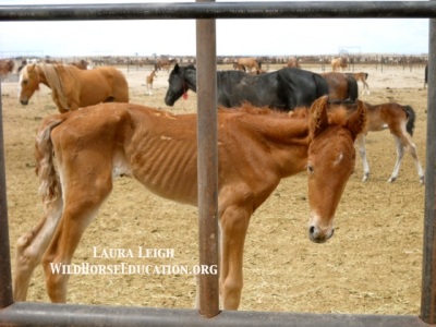 Images reaching the public like this one (foal born at Broken Arrow found starved as BLM allowed other foals into foster care) caused a huge public relations issue for BLM. Instead of fixing issues at the facility, they closed the doors to the public.