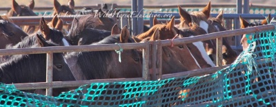 Wild Horses removed from the range to join almost 50,000 held in captivity