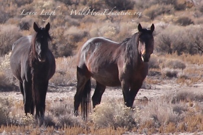 Stone Cabin stallion and one of his mares... still free on the range