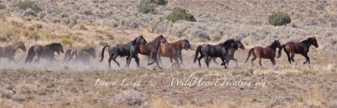 Rocky Hills wild horses reacting to vehicle movement. Documentation was used to make recommendations for mitigation for mining exploration.