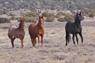Wild horse family faces multiple challenges on the range from competition with other uses to stay "wild and free"