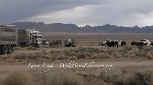 Cows watch as wild horses are loaded to leave the range forever
