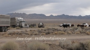 Cows watch as wild horses are loaded to leave the range forever