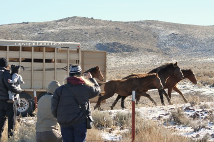 Thanksgiving Day release of Pine Nut horses in 2010 drew a crowd of locals