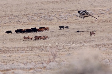 Humbolt HA "zero out" 2015. Wild horses being driven past domestic cattle