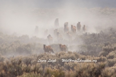 Little Fish Lake wild horse removal 2015 due to drought