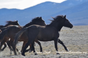 A win for Nevada's Wild Horses!