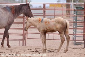 Photo of unbranded horses from the Fallon Livestock sale in 2013