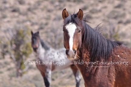 Help us work to keep wild horses and burros free from abuse, slaughter and extinction... and living free on the range