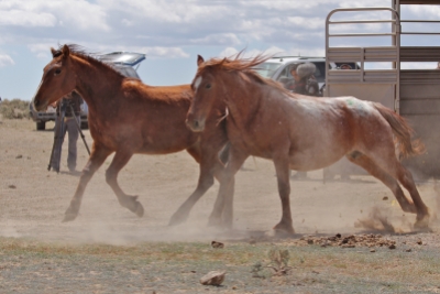 Ethel, a Fish Creek mare, on release day 