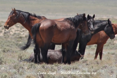 Mare giving birth last month in Fish Creek