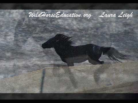 Little black horse fleeing trap (still free) from Antelope. 